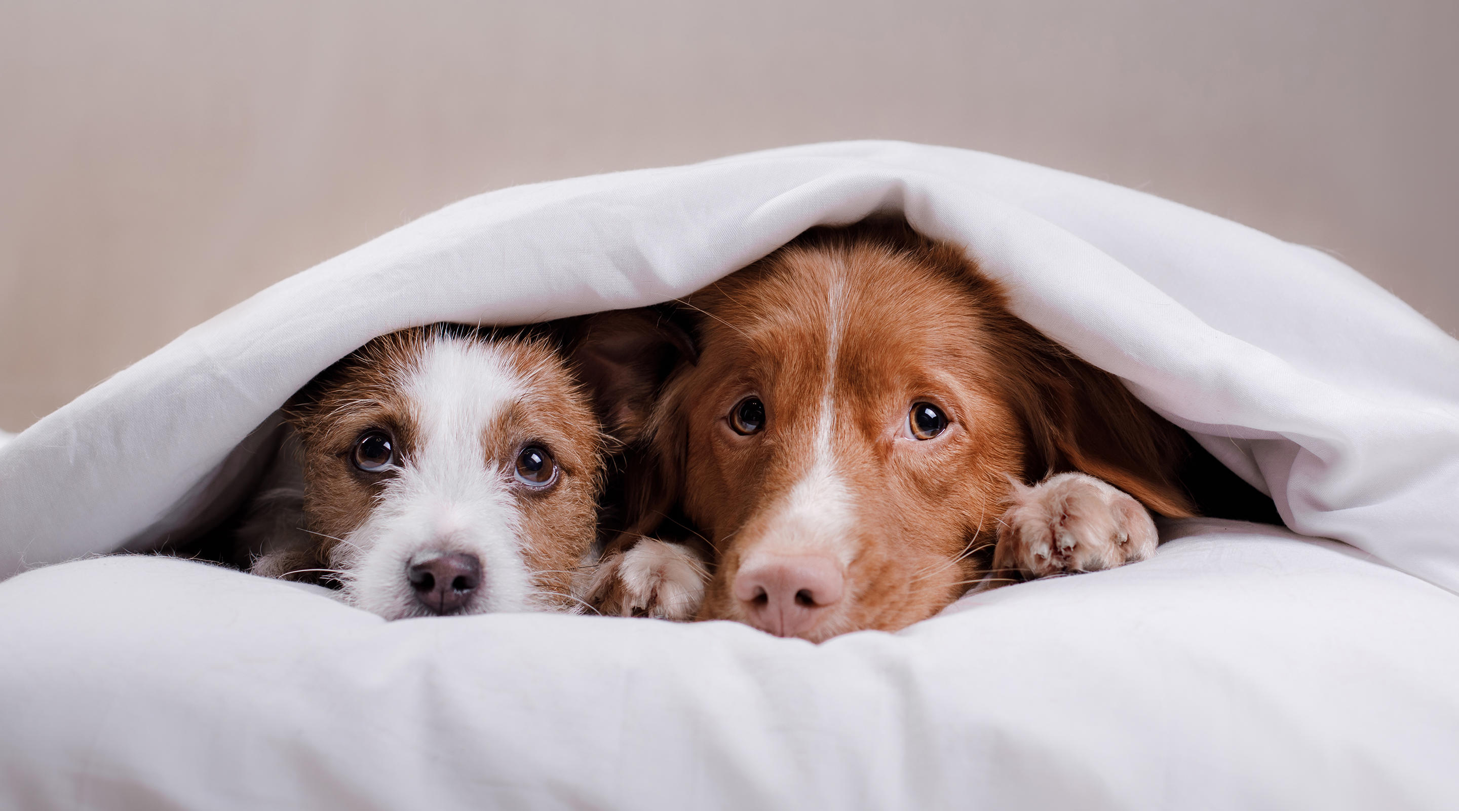 Dog Jack Russell Terrier and Nova Scotia duck tolling Retriever lying on the bed under the covers.